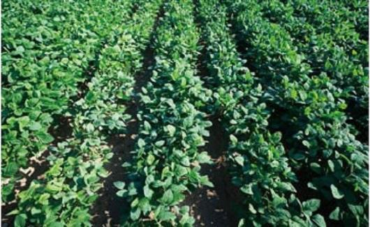 茶豆（枝豆）オーナー制度（枝豆収穫体験）【券 体験】