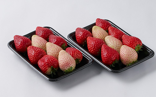 栃木の白いちご ミルキーベリー とちあいか MIX　300g×2パック【配送不可地域：離島】