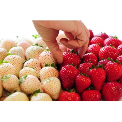 よりどりみどり!　栃木いちご4種詰め合わせ　(300g×4パック)【配送不可地域：離島】