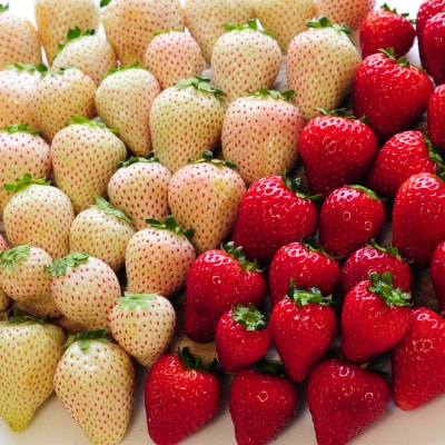 【春イチゴ】栃木いちご4種詰め合わせセット(260g×4パック)【配送不可地域：離島】