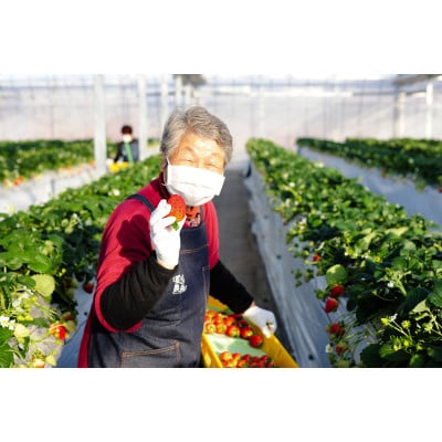 【春イチゴ】『葛生農場』栃木の新品種『とちあいか』(260g×2パック)【配送不可地域：離島】