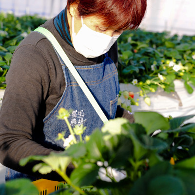 【春イチゴ】「2品種以上組み合わせ!」食べ比べセット(260g×4パック)【配送不可地域：離島】