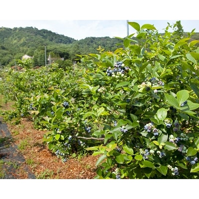 ブルーベリー　いっぽんの樹 一年間オーナー権