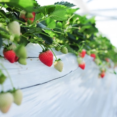 超厳選　大粒『とちあいか』　(450g×2パック)【配送不可地域：離島】