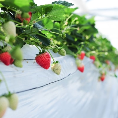 超厳選　大粒『とちあいか』　(450g×1パック)【配送不可地域：離島】