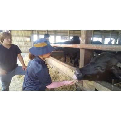 「みかも牛」ヒレまるごと1本(約2.5kg)【配送不可地域：離島】