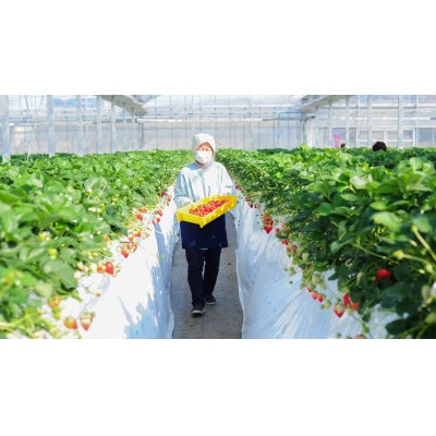 いちご王国栃木の新品種　大粒『とちあいか』(300g×2パック)【配送不可地域：離島・沖縄県】