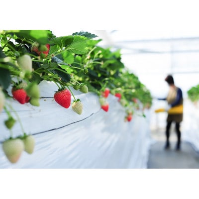 【春イチゴ】 大粒『とちあいか』(300g×2パック)【配送不可地域：離島・沖縄県】