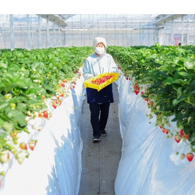 よりどりみどり!　栃木いちご4種詰め合わせ　(300g×4パック)【配送不可地域：離島】