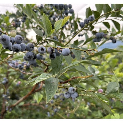 佐野産　 ブラックベリー・ブルーベリーフローズンヨーグルトアイス　5パック【配送不可地域：離島】