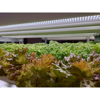 水耕栽培レタス2種とベビーリーフ4種をミックスしたサラダパック【配送不可地域：離島】