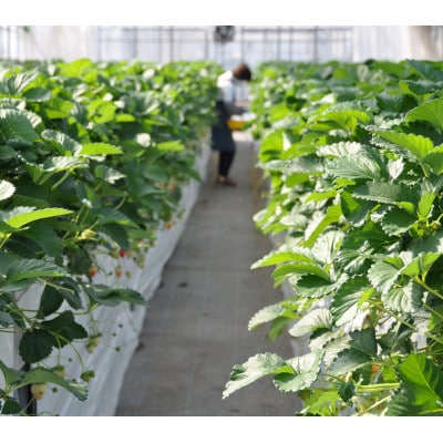 栃木のいちご食べ比べ!「2品種組み合わせ!」セット(260g×2パック)【配送不可地域：離島・沖縄県】