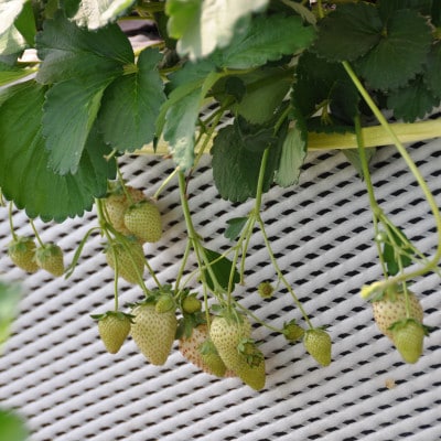 【春イチゴ】栃木いちご4種詰め合わせセット(260g×4パック)【配送不可地域：離島】