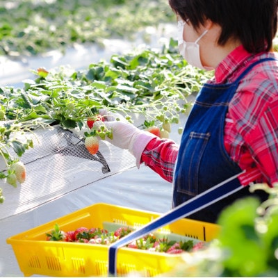 【発送月固定定期便】【2・3・4・7月】栃木のいちご2パックと夏のジェラート定期便!全4回【配送不可地域：離島・沖縄県】