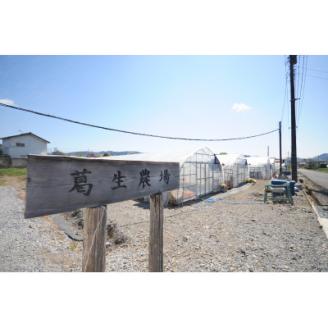 世界に誇れる三ツ星いちご　大粒『スカイベリー』(300g×2パック)【配送不可地域：離島】