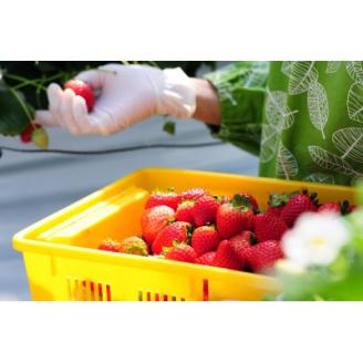 豪華!栃木イチゴ2種(スカイベリー・とちあいか)大粒 食べ比べセット(300g×2パック)【配送不可地域：離島・沖縄県】