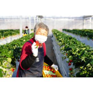 【春イチゴ】 食べ比べ!大粒『スカイベリー』、『とちあいか』300g×1パックずつ【配送不可地域：離島】