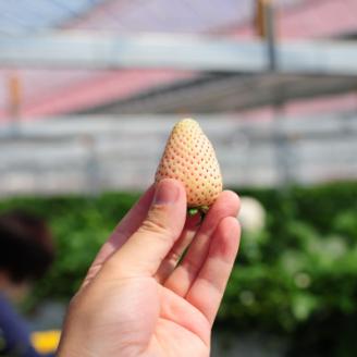 【春いちご 】栃木のいちご4種詰め合わせセット!(300g×4パック)【配送不可地域：離島】