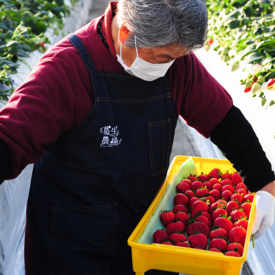 【春イチゴ】「2品種以上組み合わせ!」食べ比べセット(260g×4パック)【配送不可地域：離島】