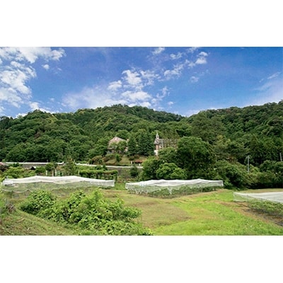 6月の森「ビーフシチュー」1個【配送不可地域：離島】