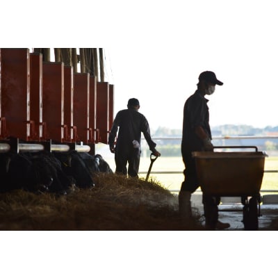 「みかも牛」牛レバー約1キロ【配送不可地域：離島】