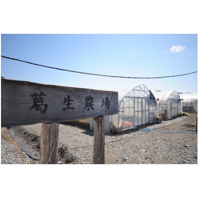 いちご王国栃木の新品種　大粒『とちあいか』(300g×2パック)【配送不可地域：離島・沖縄県】