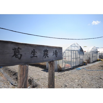 【春イチゴ】 大粒『とちあいか』(300g×2パック)【配送不可地域：離島・沖縄県】