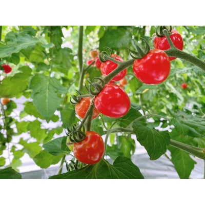 栃纏丸(とまとまる)1kg【配送不可地域：離島・沖縄県】