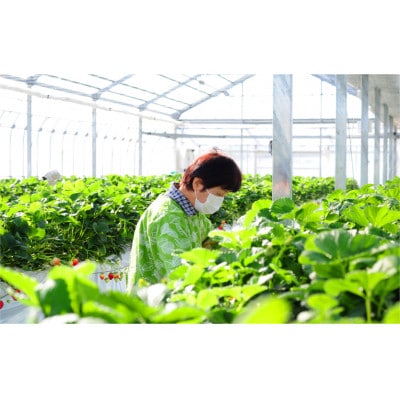 いちご生産量日本一栃木産　春イチゴ『とちおとめ』『とちあいか』 (260g×4パック)食べ比べセット【配送不可地域：離島】