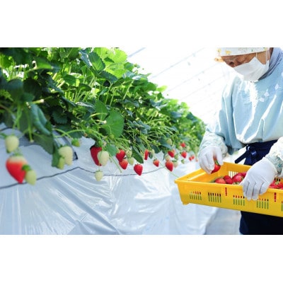 いちご生産量日本一栃木県産【春いちご】大粒『とちあいか』(300g×4パック)【配送不可地域：離島】