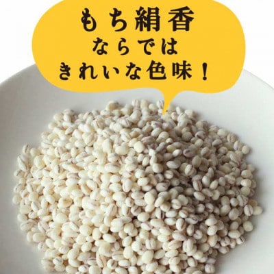 栃木県産もち絹香 800g×5袋