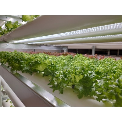 水耕栽培レタス2種とベビーリーフ4種をミックスしたサラダパック【配送不可地域：離島】