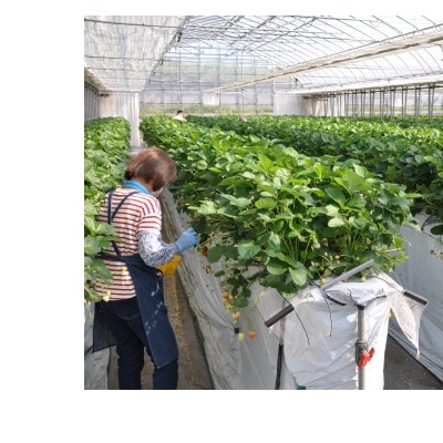 栃木のいちご食べ比べ!「2品種組み合わせ!」セット(260g×2パック)【配送不可地域：離島・沖縄県】