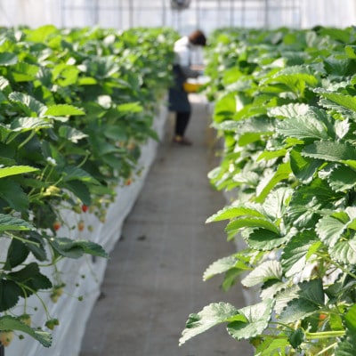 【春イチゴ】栃木いちご4種詰め合わせセット(260g×4パック)【配送不可地域：離島】