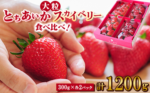 【春イチゴ】 食べ比べ!大粒『スカイベリー』、『とちあいか』300g×2パックずつ【配送不可地域：離島】