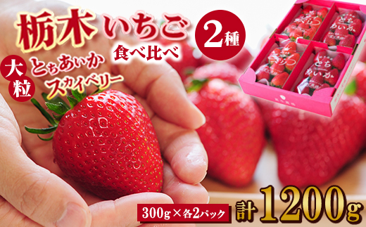 豪華!栃木イチゴ2種(スカイベリー・とちあいか)大粒 食べ比べセット (300g×4パック)【配送不可地域：離島・沖縄県】