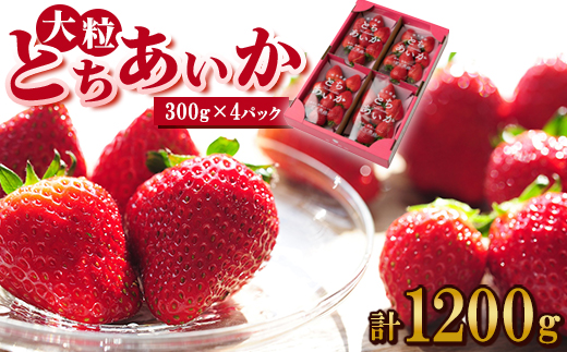 いちご生産量日本一栃木県産【春いちご】大粒『とちあいか』(300g×4パック)【配送不可地域：離島】