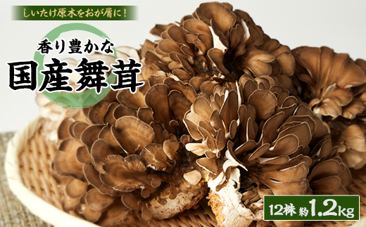 舞茸　12株【配送不可地域：離島】