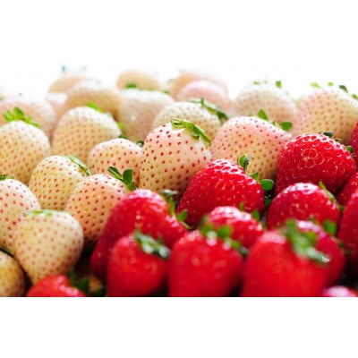【春いちご】紅白いちご(とちあいか、ミルキーベリー)詰め合わせ(300g×2パックずつ)【配送不可地域：離島】