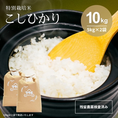 令和7年産　特別栽培米コシヒカリ　10kg(5kg×2袋)
