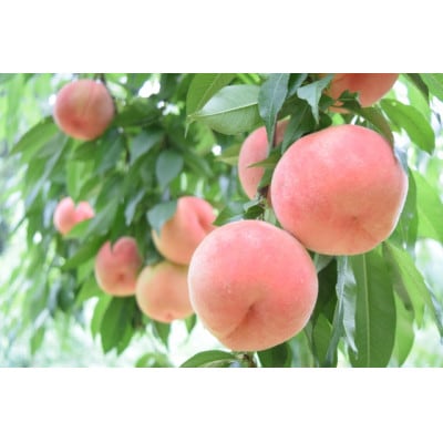[旬の桃]栃木県佐野市の人気観光農園で収穫された、新鮮な桃およそ1.8kg(5〜8玉)品種おまかせ[配送不可地域:離島・沖縄県]