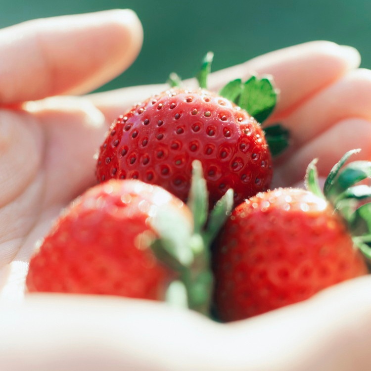 【定期便4ヶ月】完熟オーガニックとちあいか 9粒または12粒 ※2025年12月上旬～2026年4月下旬頃に順次発送予定