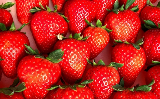 【先行予約/数量限定】【贅沢いちごセット】完熟いちご食べ比べ3品種（24粒または30粒）おまかせセット2トレイ800g ｜ 栃木県 鹿沼市 産地直送 旬 いちご こだわり 高級品 贈答用 イチゴ 苺 果物 フルーツ 期間限定　 　※2025年12月中旬～2026年2月中旬頃に順次発送予定