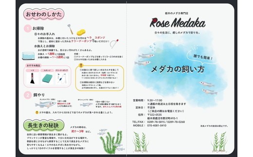 めだかさんミックス 計23匹（21匹＋死着保証2匹）（品種おまかせ） ｜ めだか メダカ 改良 飼育 生体 観賞魚 魚 ペット おまかせ ミックス ※2026年4月上旬～10月下旬頃に順次発送予定 ※北海道・沖縄・離島への配送不可