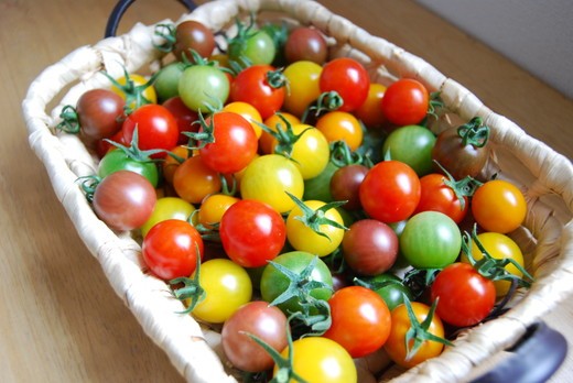 丸福農園の5色カラフルミニトマト ｜ 野菜 トマト ミニトマト 濃厚 贈り物 新鮮 ビタミン ※離島への配送不可