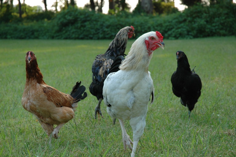 栃木しゃも精肉　半羽　※離島への配送不可