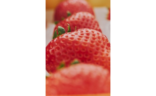 完熟オーガニックとちあいか 大玉・普通サイズ食べ比べ ※2025年12月中旬～2026年4月中旬頃に順次発送予定