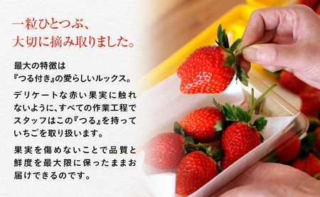 【訳あり】とちあいか 不揃い粒 2kg×3箱 計6kg（家庭用、ジャム・冷凍など加工用にもおすすめ） 果物 いちご 朝取り 新鮮 美味しい ハート 甘い ※2026年5月中旬～5月下旬頃に順次発送予定