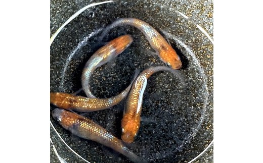 めだかさんミックス 計23匹（21匹＋死着保証2匹）（品種おまかせ） ｜ めだか メダカ 改良 飼育 生体 観賞魚 魚 ペット おまかせ ミックス ※2026年4月上旬～10月下旬頃に順次発送予定 ※北海道・沖縄・離島への配送不可