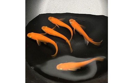 めだかさんミックス 計23匹（21匹＋死着保証2匹）（品種おまかせ） ｜ めだか メダカ 改良 飼育 生体 観賞魚 魚 ペット おまかせ ミックス ※2026年4月上旬～10月下旬頃に順次発送予定 ※北海道・沖縄・離島への配送不可